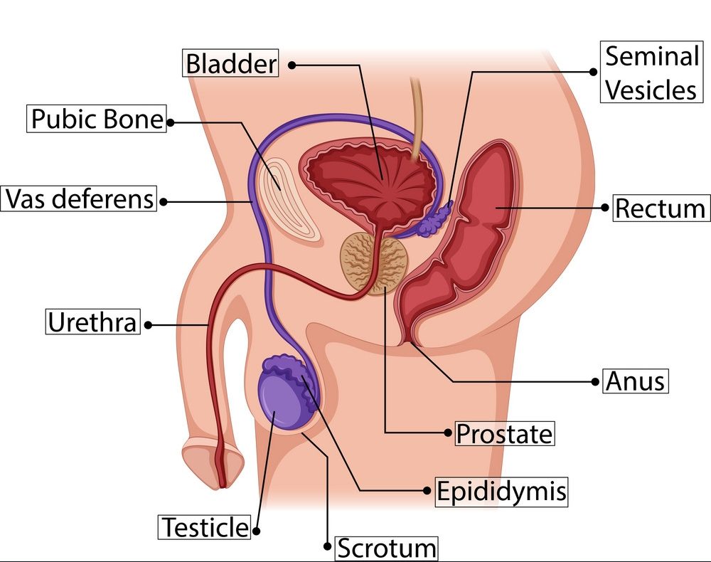 male reproductive system